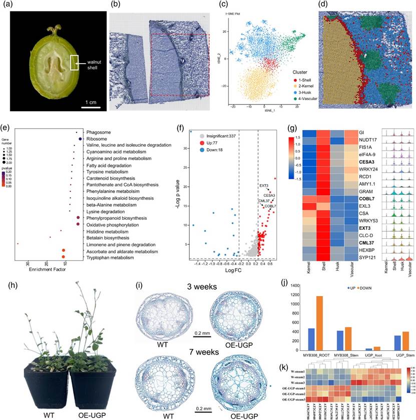 图片包含 工程绘图 AI 生成的内容可能不正确。